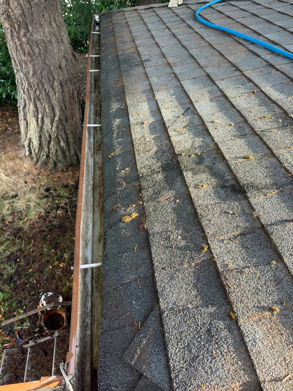 The cleared gutter beside the same tree after cleaning.